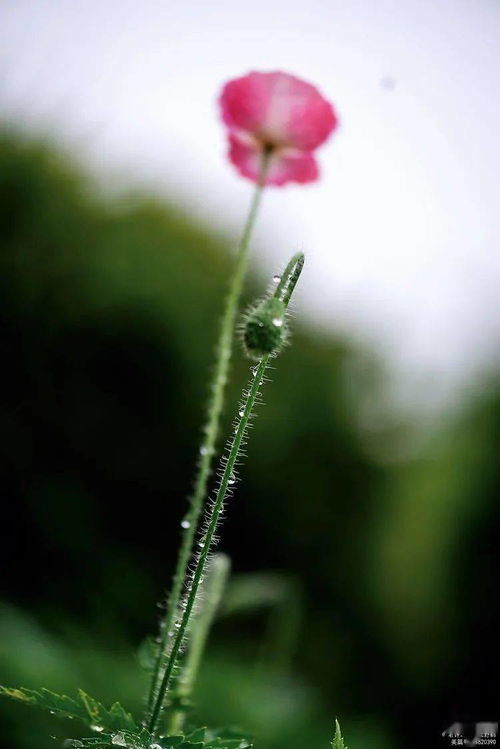 花卉摄影 虞美人,香魂依然