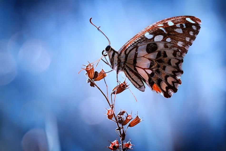 叹为观止！令人惊艳的动物微距摄影作品